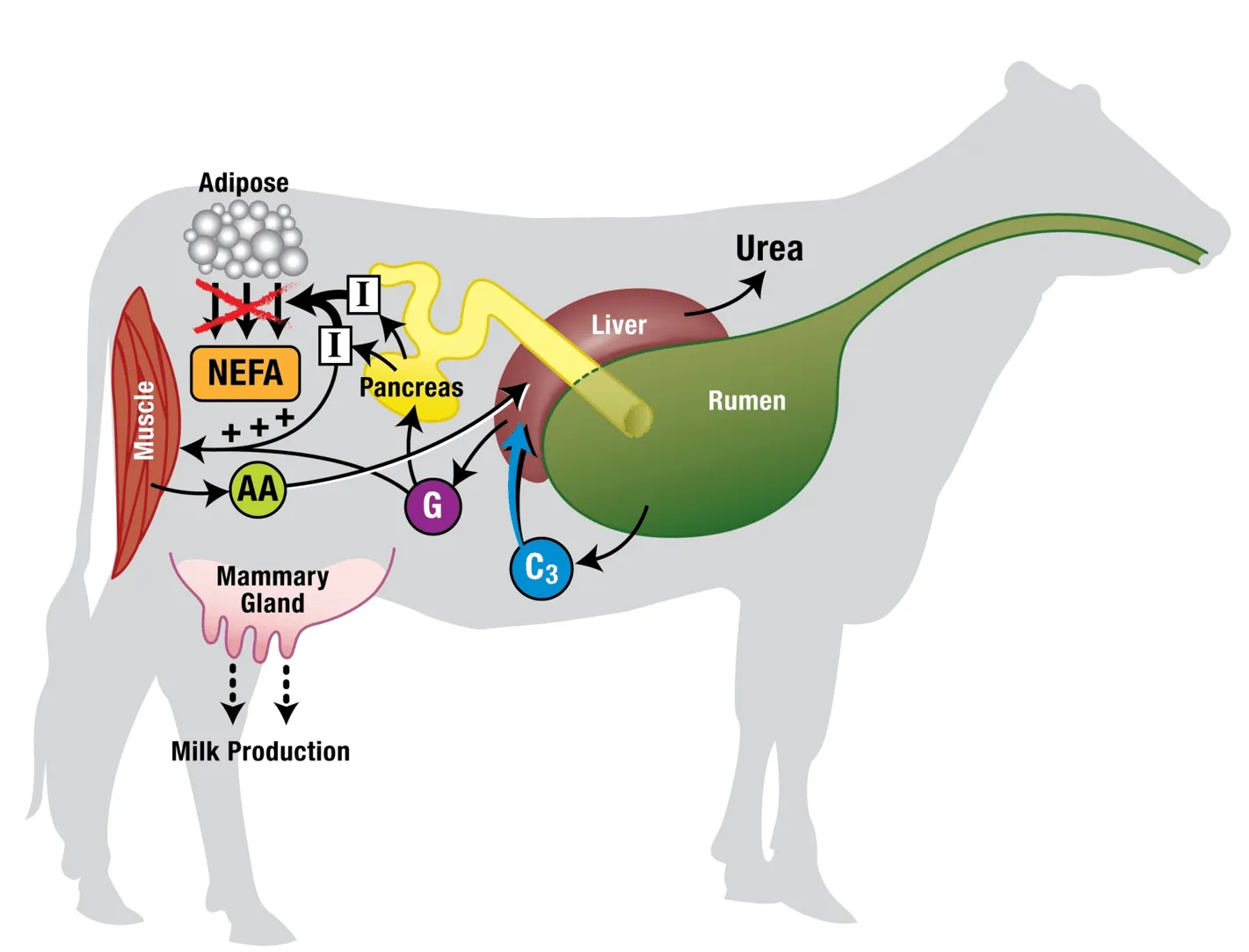 Heat-Stressed-Cow-blog